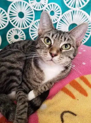 Noel