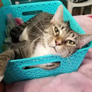 Noel