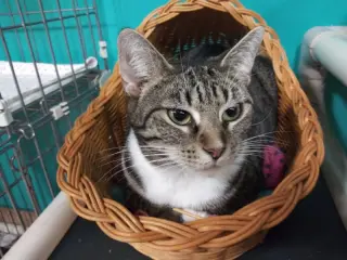 Noel