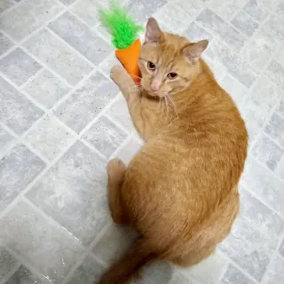 Freddy