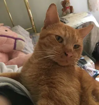 Freddy