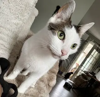Bean