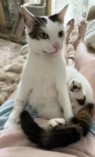 Bean