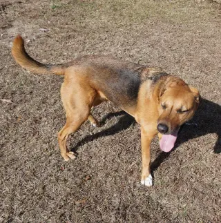 Elvis