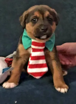 Elvis