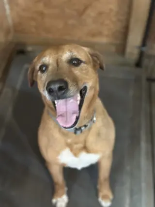 Elvis