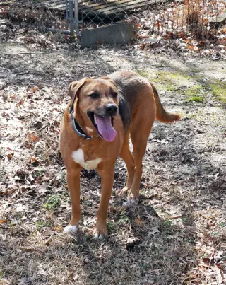 Elvis