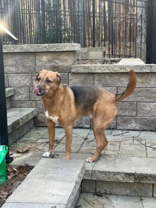 Elvis
