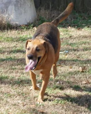 Elvis