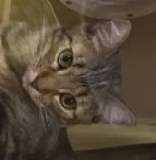 Missy