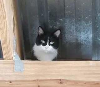 Barn kitties-no fee!