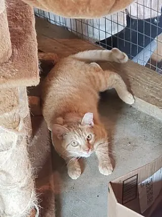 Barn kitties-no fee!