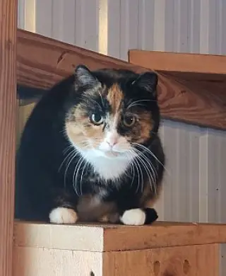 Barn kitties-no fee!