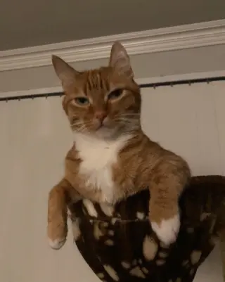 Jasper