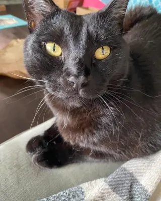 Luca