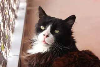Duncan