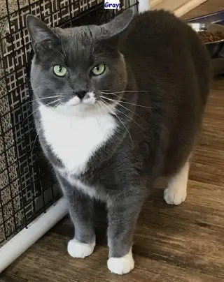 Gray