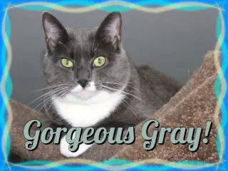 Gray