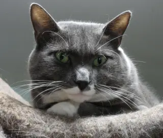 Gray