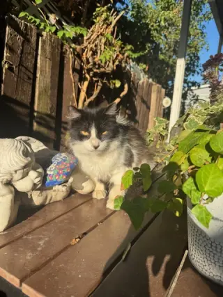 Barn Cats (Courtesy Post)