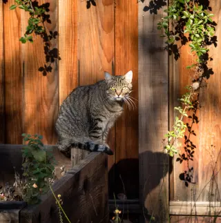 Barn Cats (Courtesy Post)