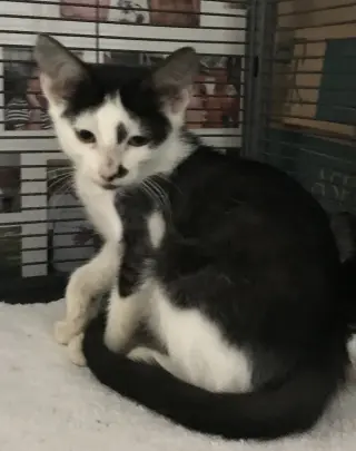Jack Jack