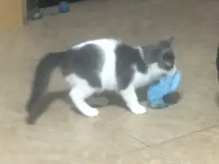 SPANKY