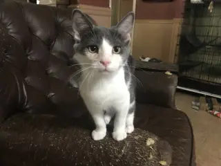 SPANKY