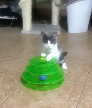 SPANKY