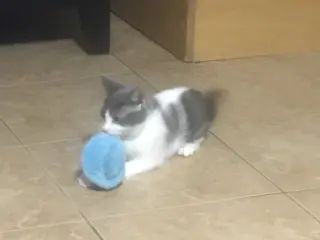 SPANKY