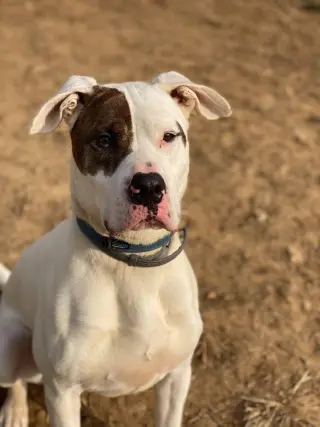 Rex