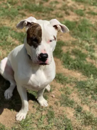 Rex