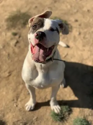 Rex