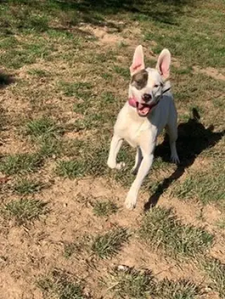 Rex