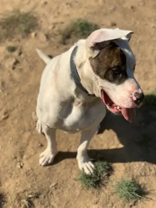 Rex