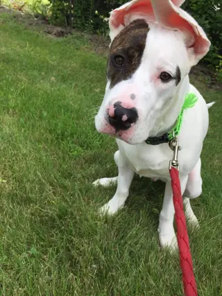Rex