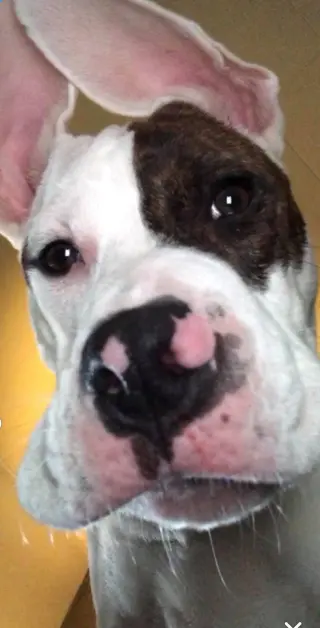 Rex