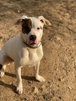 Rex