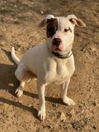 Rex