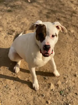 Rex