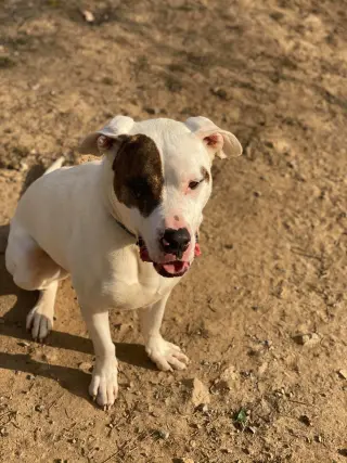 Rex