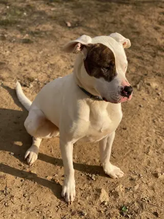 Rex