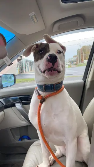 Rex