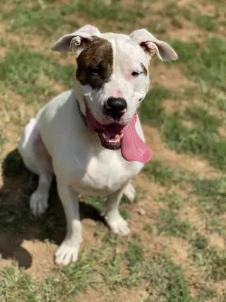 Rex