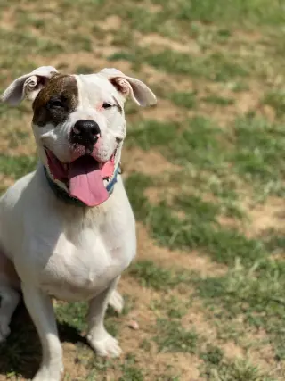 Rex