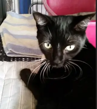 Marla