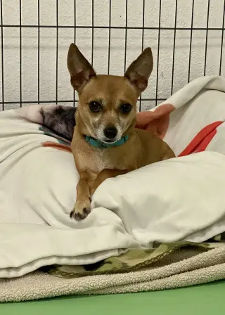 Petey