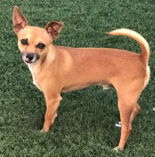 Petey