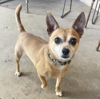 Petey