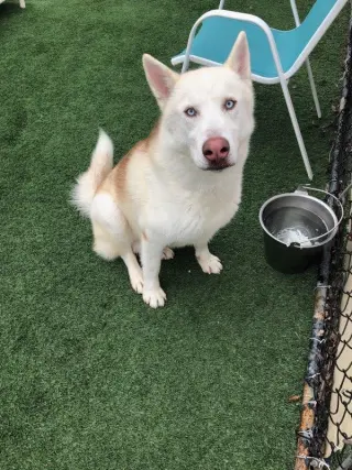 Horchata
